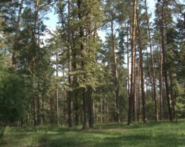 В Ірпені активісти запрошують земляків на сесію, щоб захистити заказник “Мужеловський” від побудови медцентру