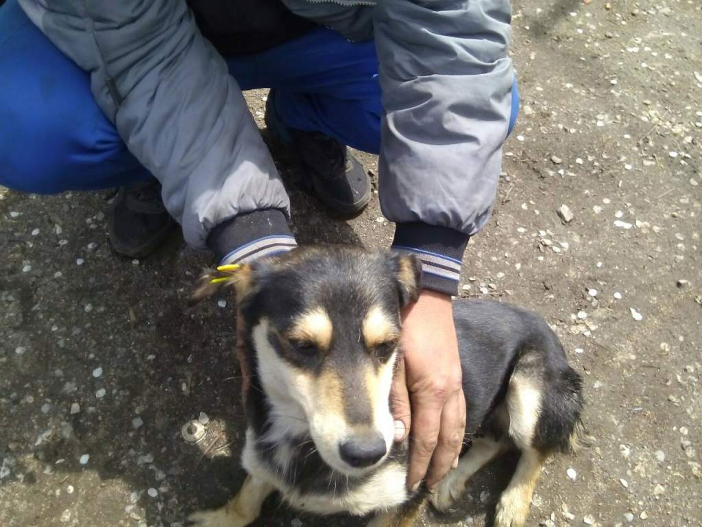 "Швидка собача допомога" відвідала Кагарлик 1909855918_big "Швидка собача допомога" відвідала Кагарлик
