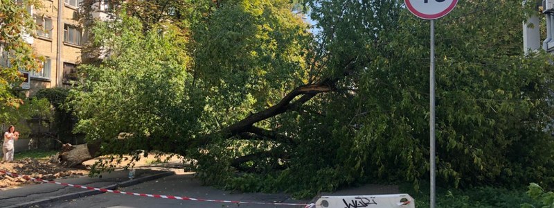 У столиці на Печерську дерево впало на жінку - derevo 1 prygody, novyny, kyyivshhyna У столиці на Печерську дерево впало на жінку - - derevo 1