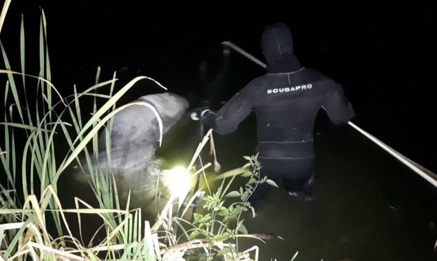 У одному із столичних озер потонув кінь - 72817753 1392026190955341 4957080579632791552 n prygody, novyny, kyyivshhyna У одному із столичних озер потонув кінь - - 72817753 1392026190955341 4957080579632791552 n