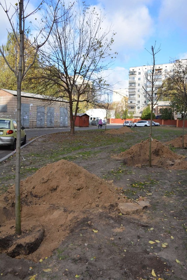 У Броварах висаджують дерева - 74158431 402205937357773 6225119495673872384 n novyny, kyyivshhyna, dovkillya, brovary У Броварах висаджують дерева - - 74158431 402205937357773 6225119495673872384 n