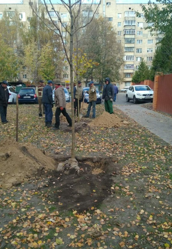 У Броварах висаджують дерева - Screenshot 15 1 novyny, kyyivshhyna, dovkillya, brovary У Броварах висаджують дерева - - Screenshot 15 1