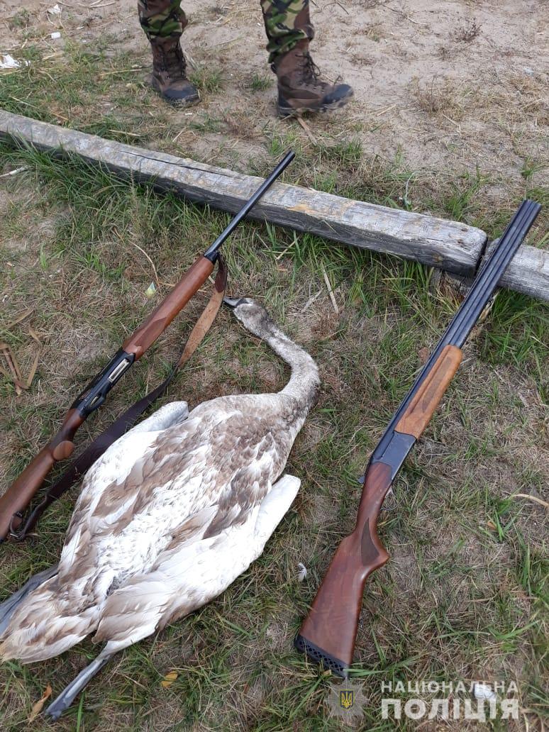 «Під градусом» і з застреленим лебедем: на Київщині упіймали браконьєрів - WhatsApp Image 2019 10 06 at 14.35.02 novyny, kyyivshhyna, dovkillya «Під градусом» і з застреленим лебедем: на Київщині упіймали браконьєрів - - WhatsApp Image 2019 10 06 at 14.35.02