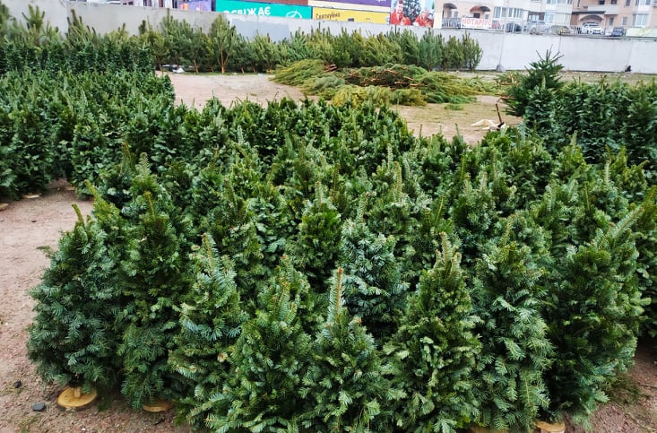 Ялинкові базари у Вишгороді: дерева з документами - 1221 YAlynky VYshgorod panor novyny, kyyivshhyna, dovkillya, vyshgorod Ялинкові базари у Вишгороді: дерева з документами - - 1221 YAlynky VYshgorod panor