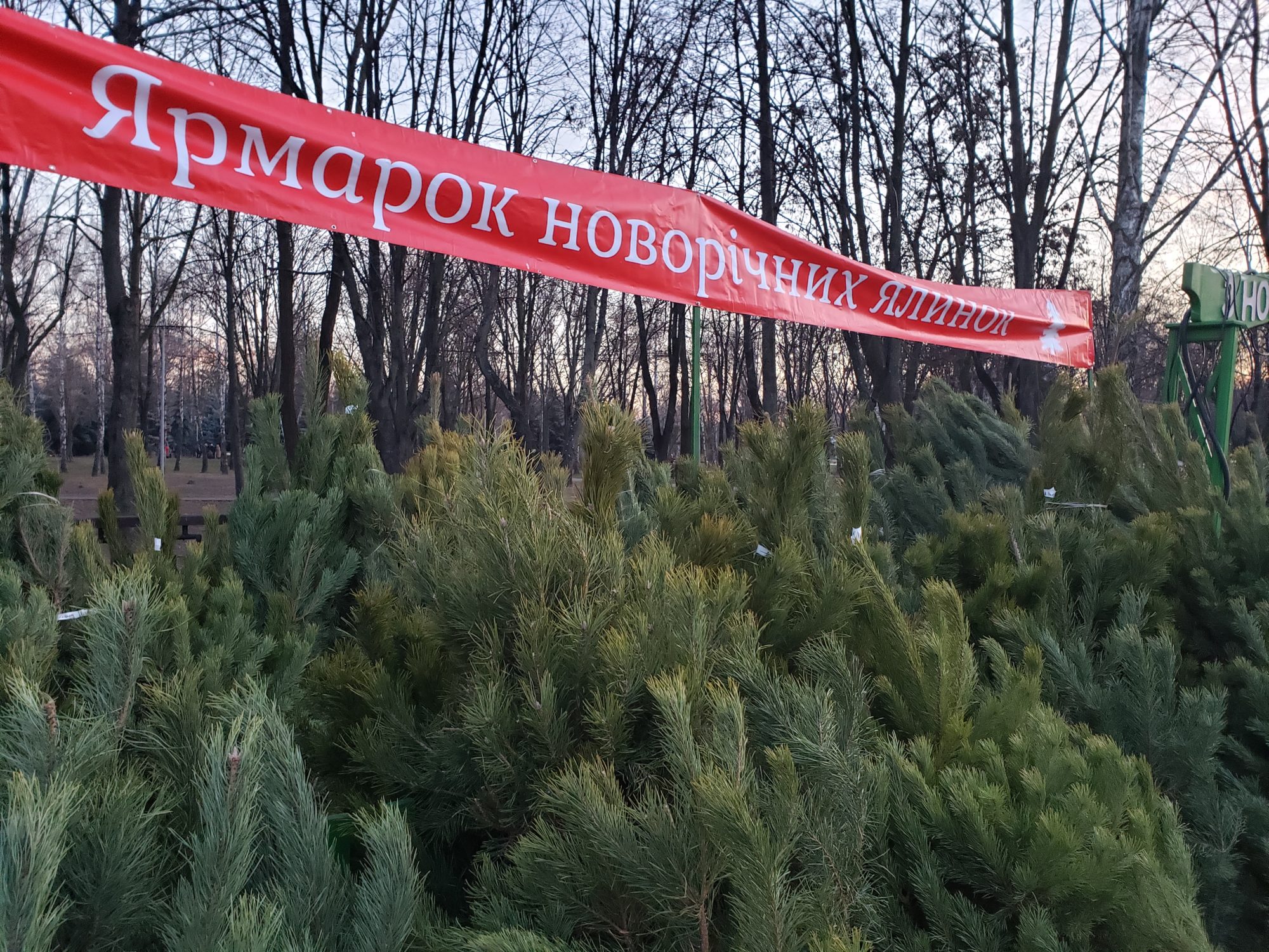 Ялини, сосни, смереки та мотанки: ярмарок новорічних "красунь" у Броварах - 20191218 155548 2000x1500 suspilstvo, novyny, kyyivshhyna-suspilstvo, kyyivshhyna, brovary Ялини, сосни, смереки та мотанки: ярмарок новорічних "красунь" у Броварах - - 20191218 155548 2000x1500