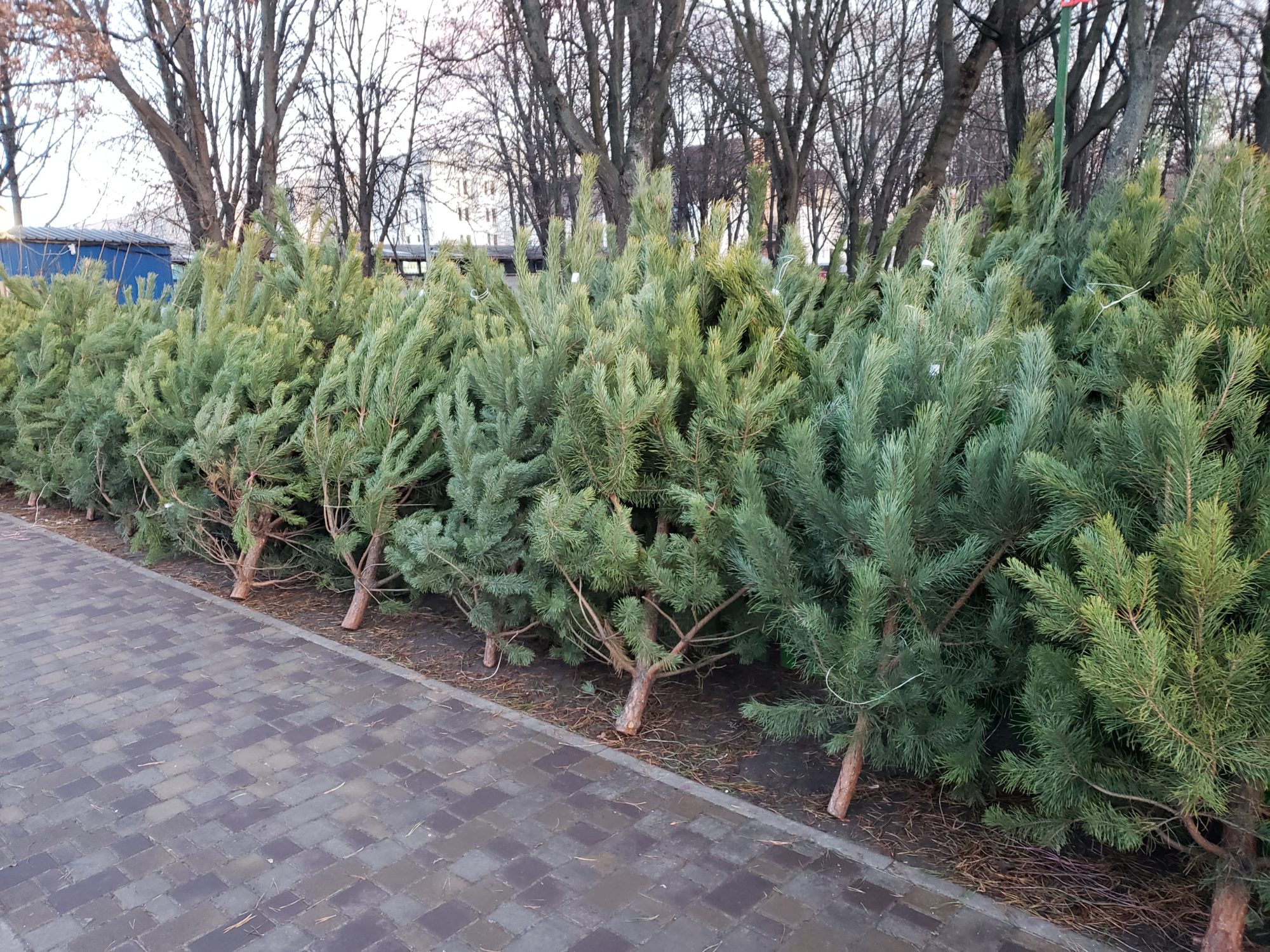 Ялини, сосни, смереки та мотанки: ярмарок новорічних "красунь" у Броварах - 20191218 155724 2000x1500 suspilstvo, novyny, kyyivshhyna-suspilstvo, kyyivshhyna, brovary Ялини, сосни, смереки та мотанки: ярмарок новорічних "красунь" у Броварах - - 20191218 155724 2000x1500