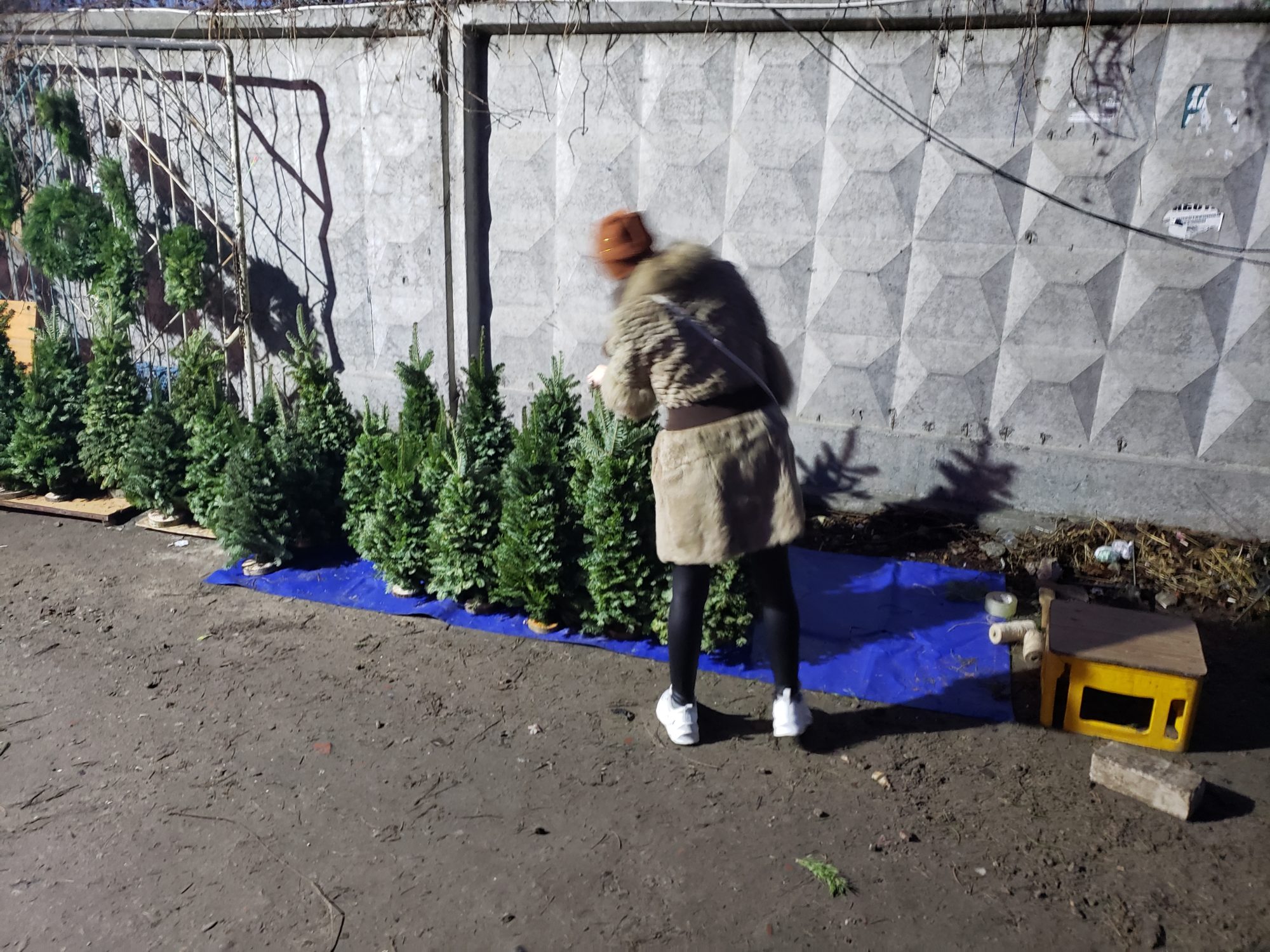 Ялини, сосни, смереки та мотанки: ярмарок новорічних "красунь" у Броварах - 20191218 162828 2000x1500 suspilstvo, novyny, kyyivshhyna-suspilstvo, kyyivshhyna, brovary Ялини, сосни, смереки та мотанки: ярмарок новорічних "красунь" у Броварах - - 20191218 162828 2000x1500