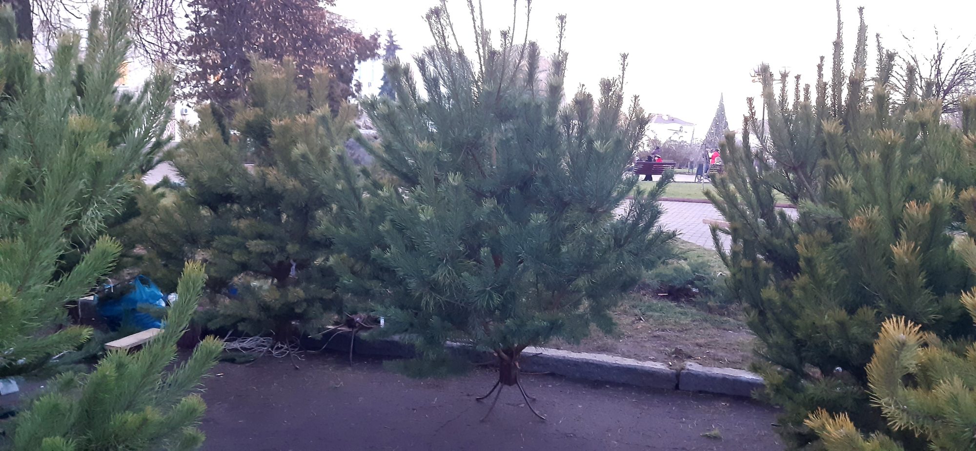 Ялинкова пора в Борисполі: що по чім - 20191219 155750 2000x924 novyny, boryspil Ялинкова пора в Борисполі: що по чім - - 20191219 155750 2000x924