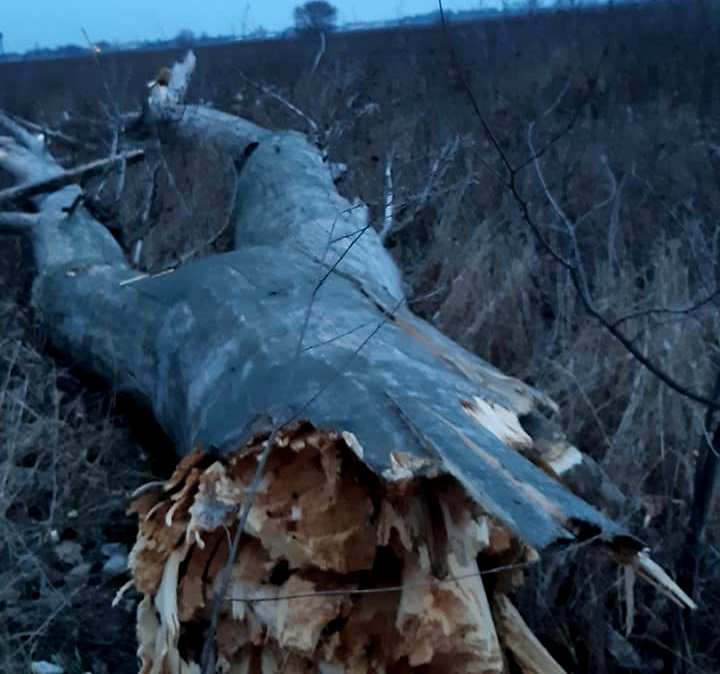 Пів Борисполя знову без світла, причина — вітер та сухостій - 82538786 479155966338696 4430066608987176960 n novyny, kyyivshhyna, boryspil Пів Борисполя знову без світла, причина — вітер та сухостій - - 82538786 479155966338696 4430066608987176960 n